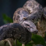 Snake Image,Python