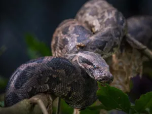 Snake Image,Python