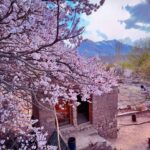 Cherry Blossom in Ladakh Village Leh Ladakh