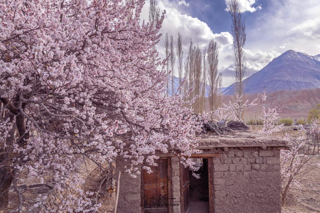Nimmo Village, Ladakh, India
