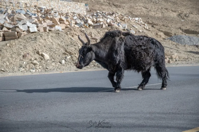 Yak Crossing Road , Ladakh , India