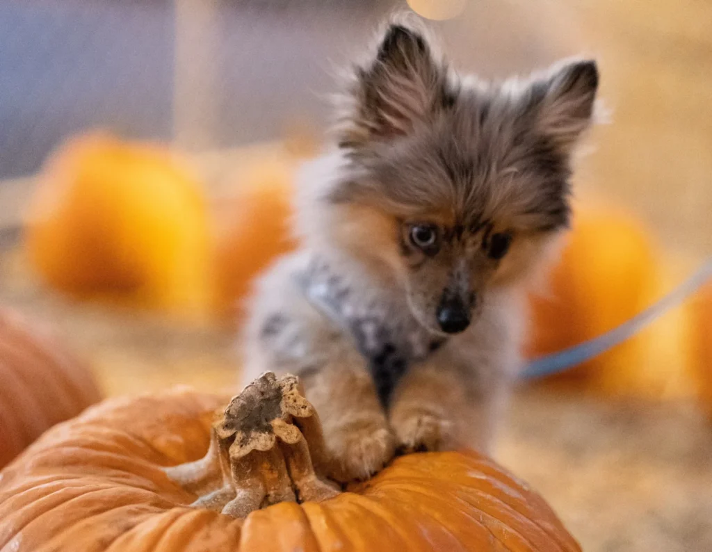 pumpkin patch dog photo shoot