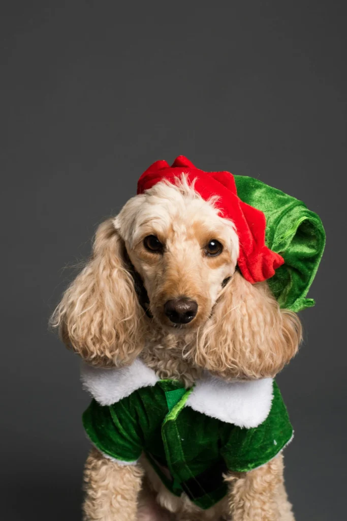 Trending Christmas pet photoshoot ideas