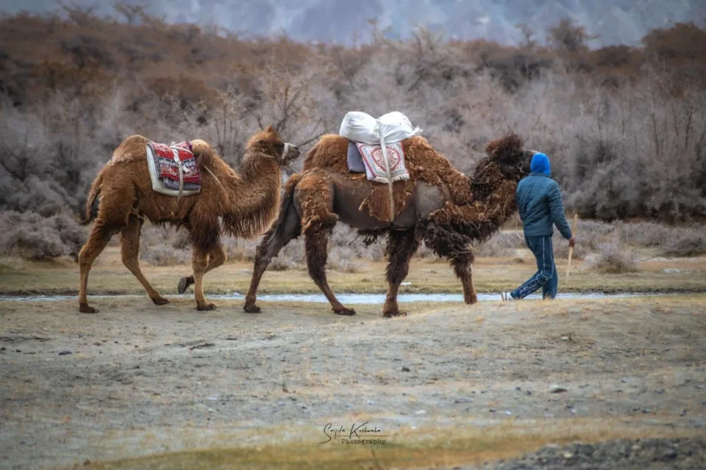 Hunder double hump Camel Ride in Ladakh