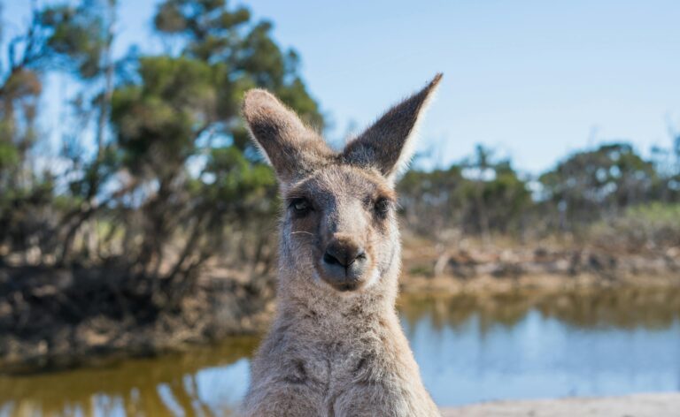 Kangaroo Island Kangaroo Image